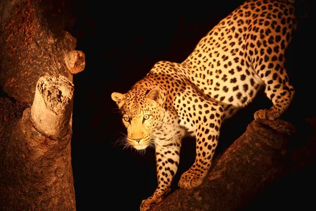 Night Drives in Tanzania