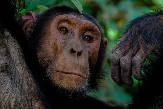 Chimpanzee Trekking in Tanzania