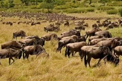 4-Day Serengeti Adventure Safari