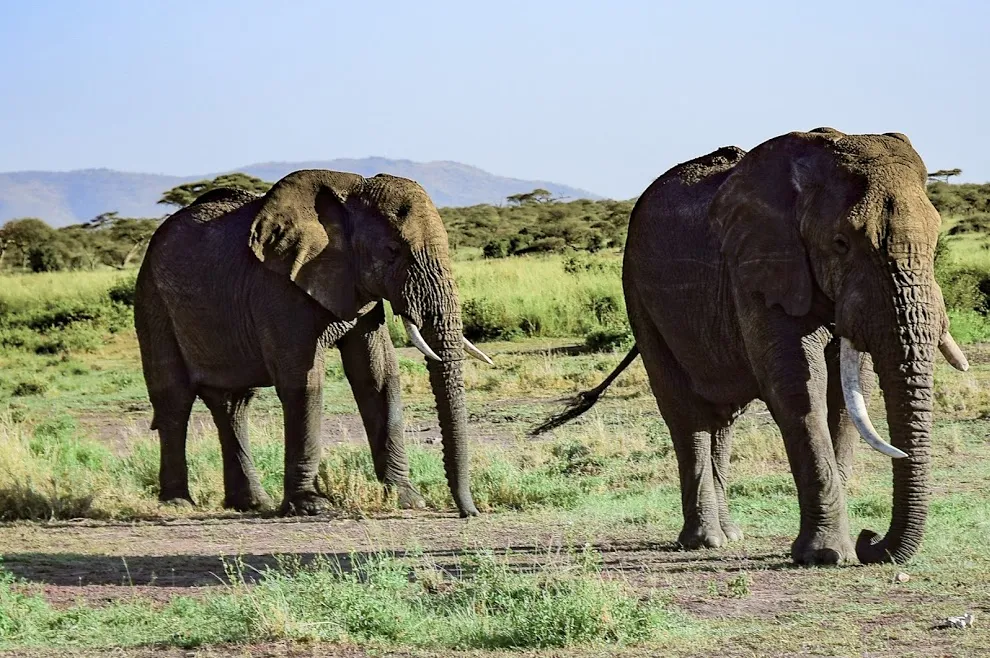 Book a Safari