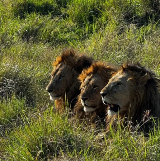6 Days Big Cats Photo