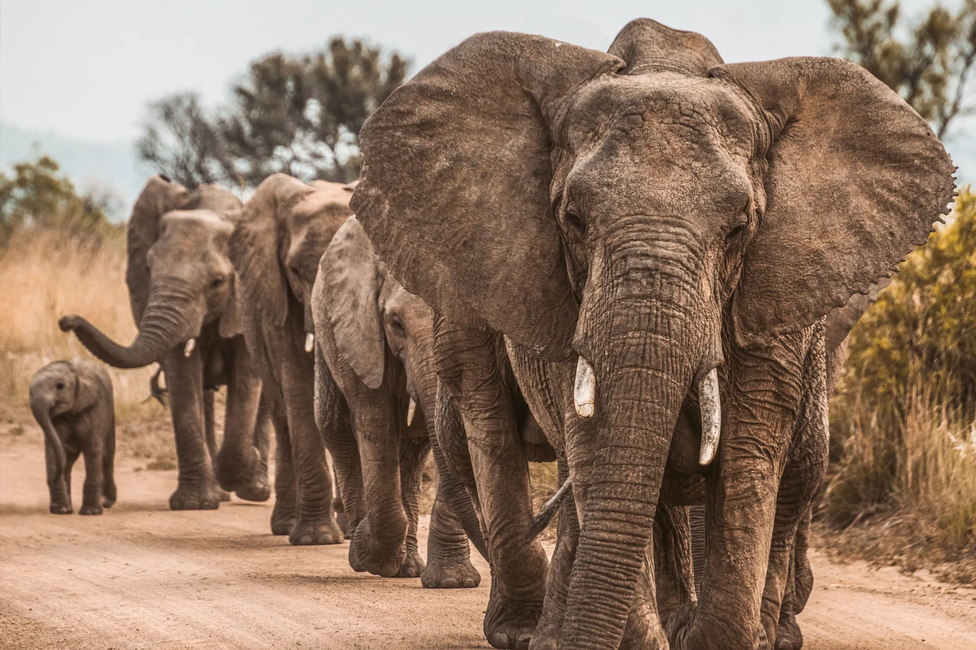 Tarangire National Park