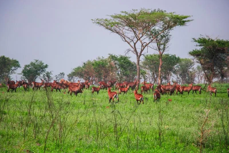 Ibanda-Kyerwa National Park
