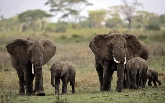 Kijereshi Game Reserve