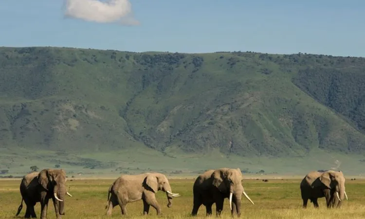 Ngorongoro Crater