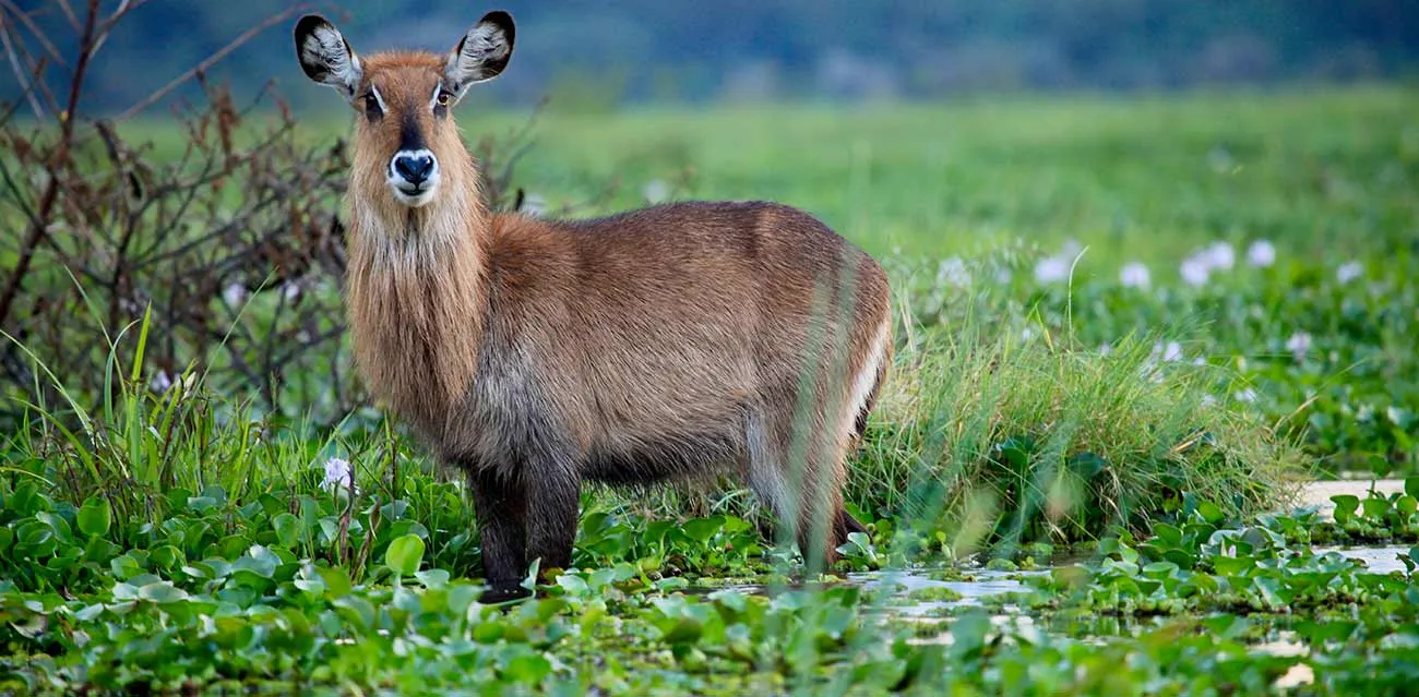 Rumanyika-Karagwe National Park