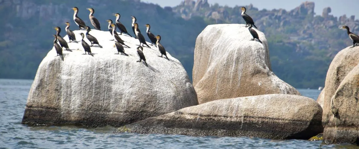 Saanane Island National Park